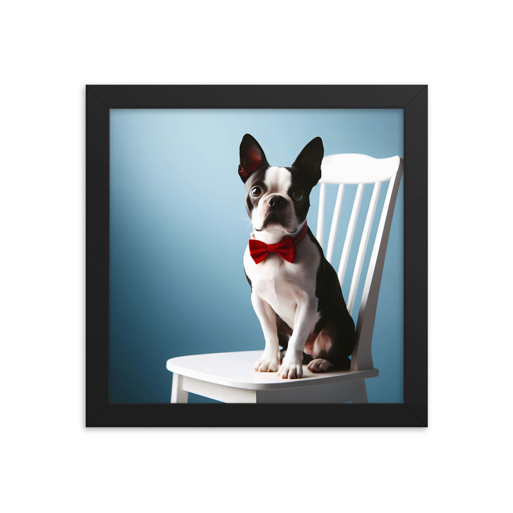 Dapper Boston Terrier in Red Bow Tie Seated on White Chair Framed poster