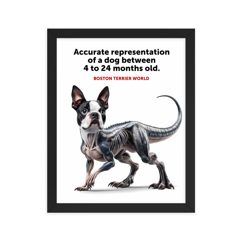 Accurate Representation of a Dog (Boston Terrier) between 4 to 24 Months old Framed Poster