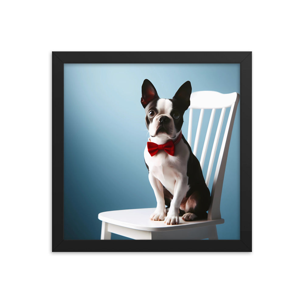 Dapper Boston Terrier in Red Bow Tie Seated on White Chair Framed poster