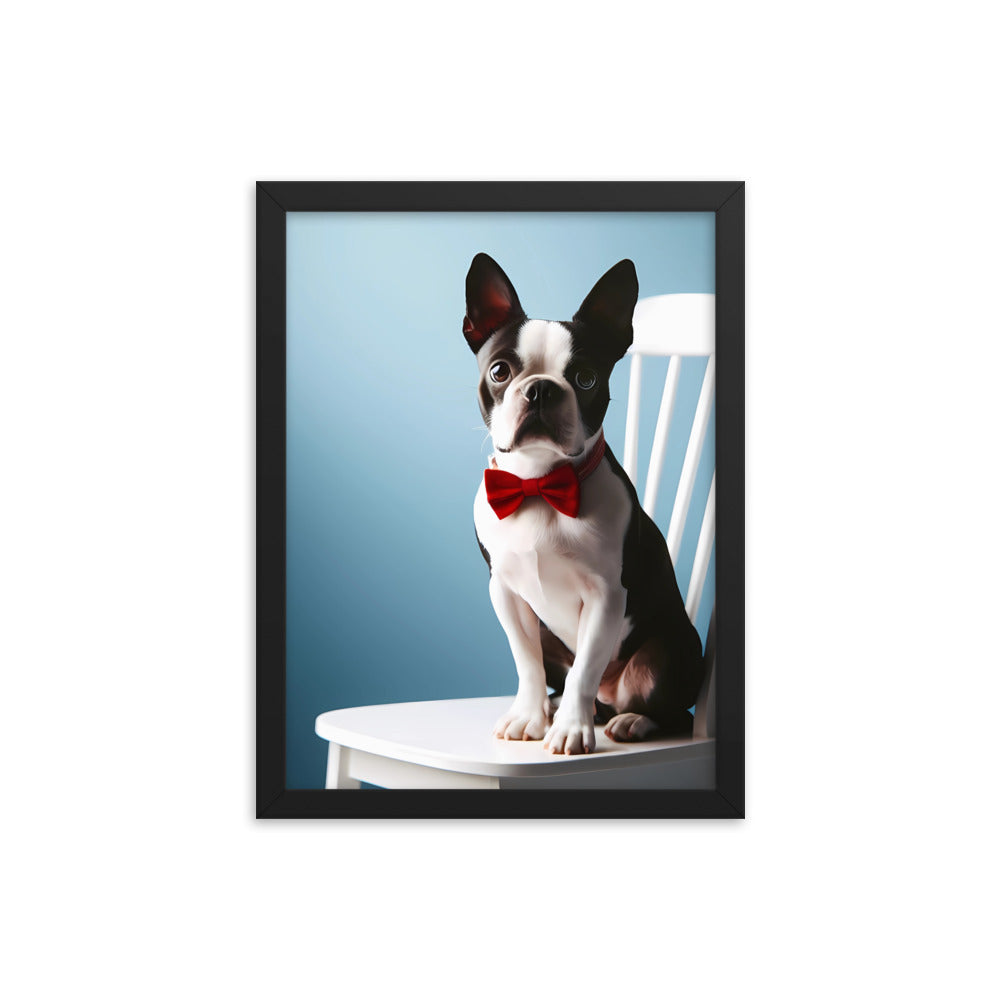 Dapper Boston Terrier in Red Bow Tie Seated on White Chair Framed poster