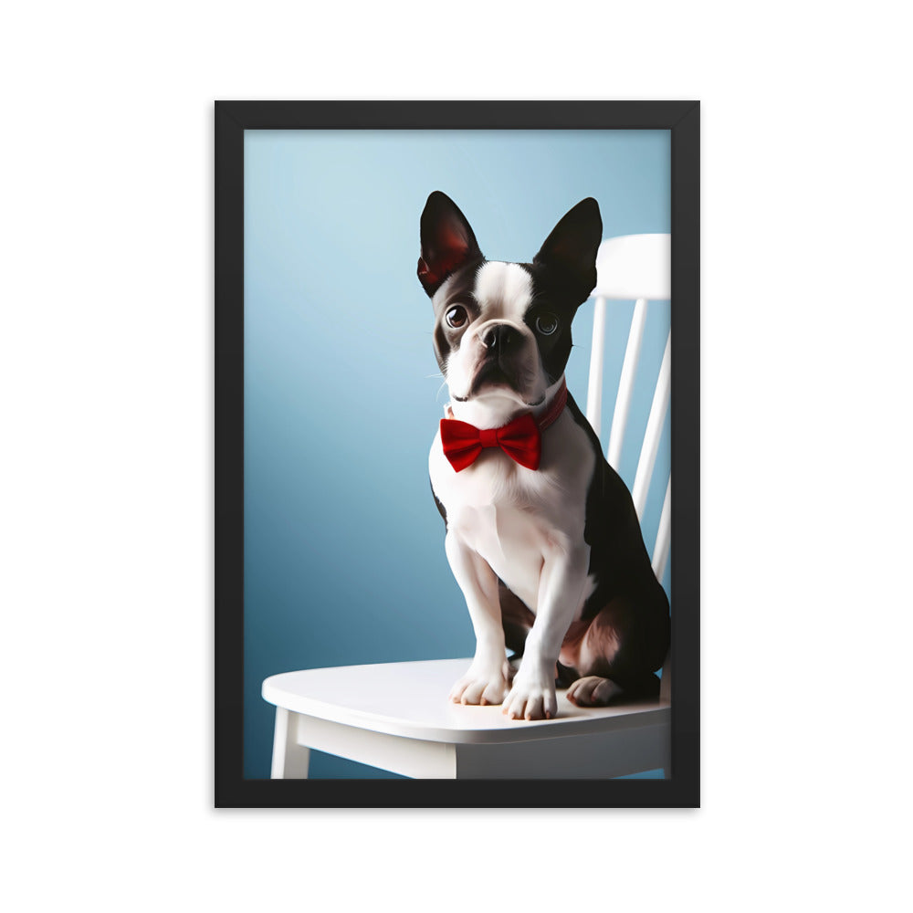 Dapper Boston Terrier in Red Bow Tie Seated on White Chair Framed poster