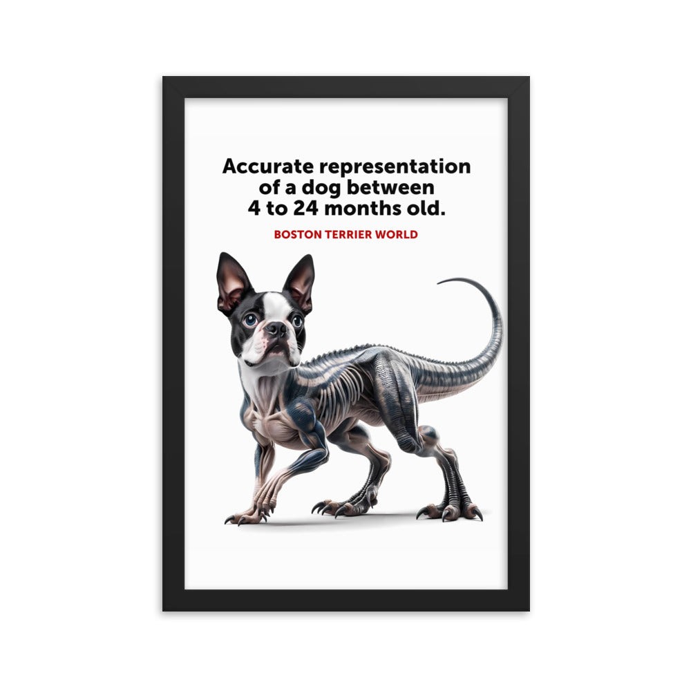 Accurate Representation of a Dog (Boston Terrier) between 4 to 24 Months old Framed Poster