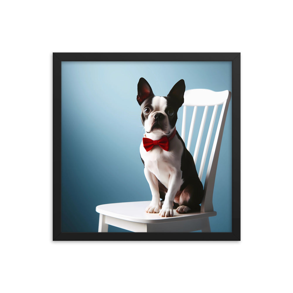 Dapper Boston Terrier in Red Bow Tie Seated on White Chair Framed poster