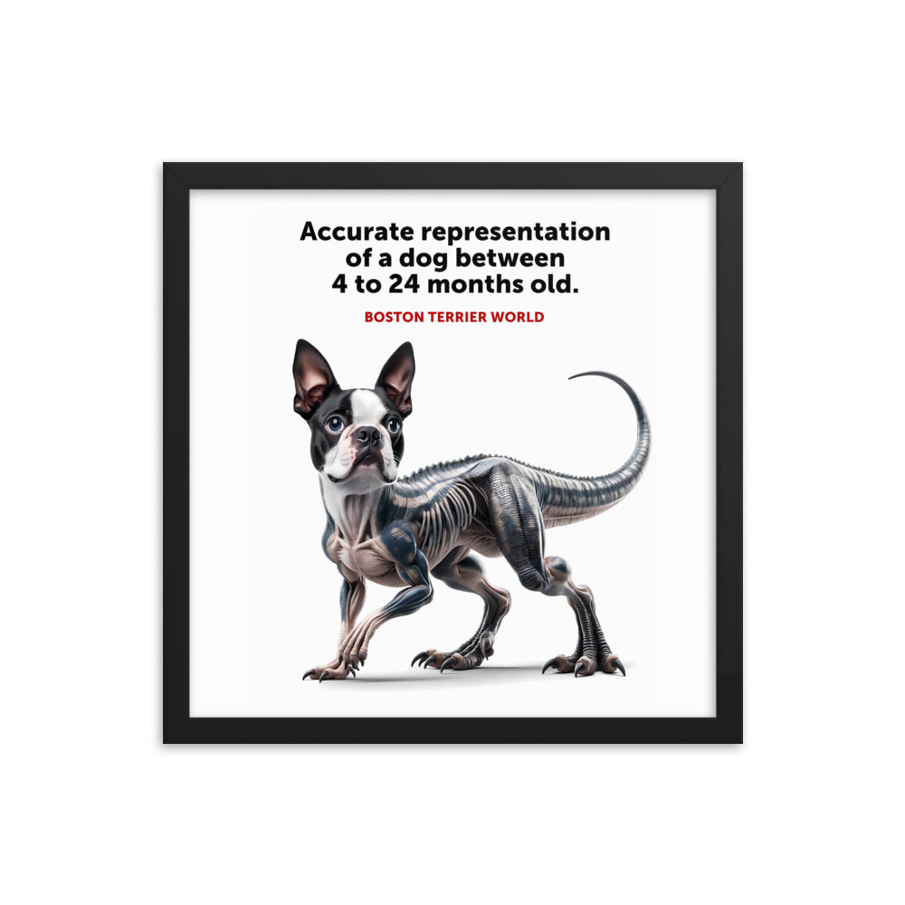 Accurate Representation of a Dog (Boston Terrier) between 4 to 24 Months old Framed Poster