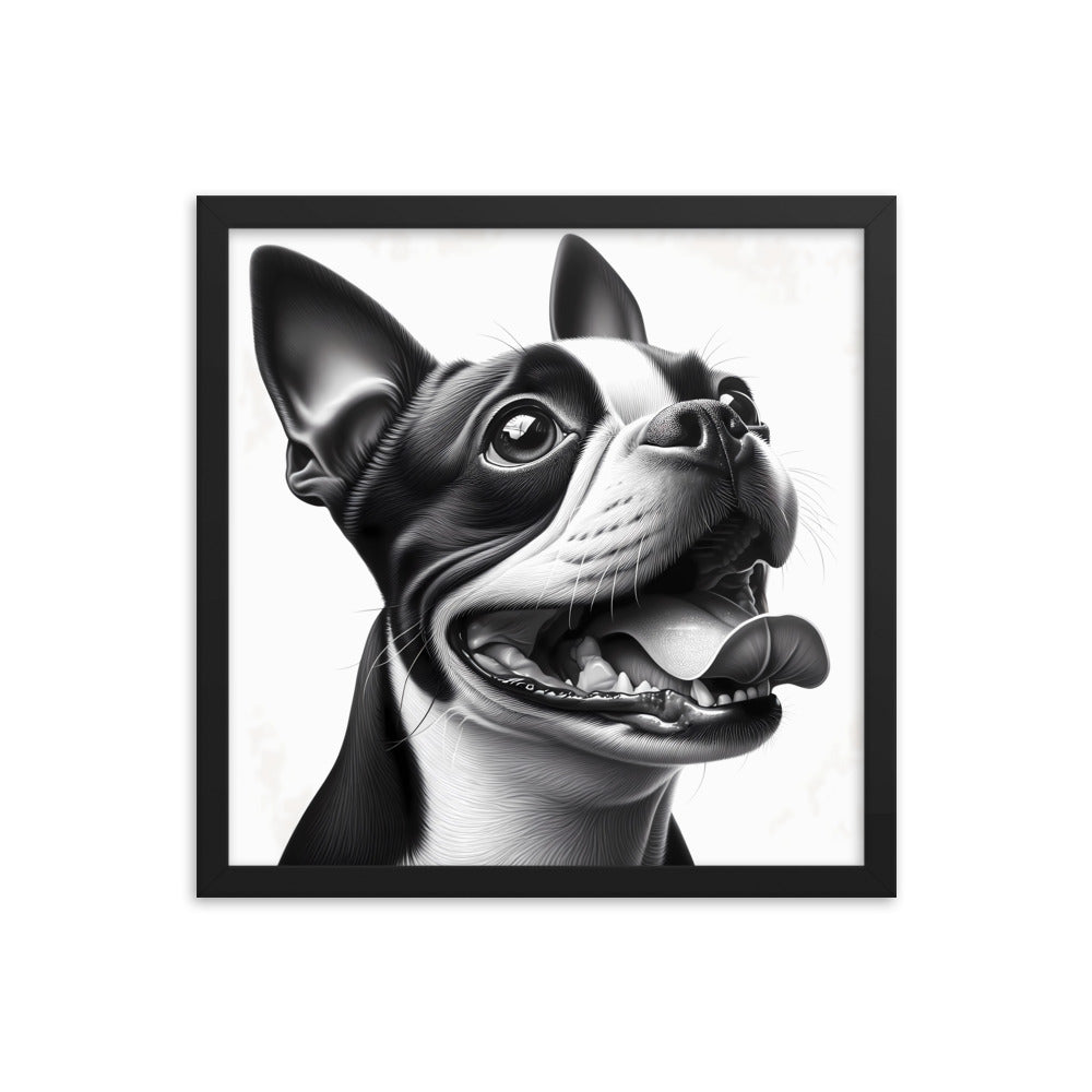 Overjoyed Boston Terrier Dog Framed Poster