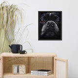 Boston Terrier Dog Face Closeup Framed Poster