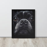 Boston Terrier Dog Face Closeup Framed Poster