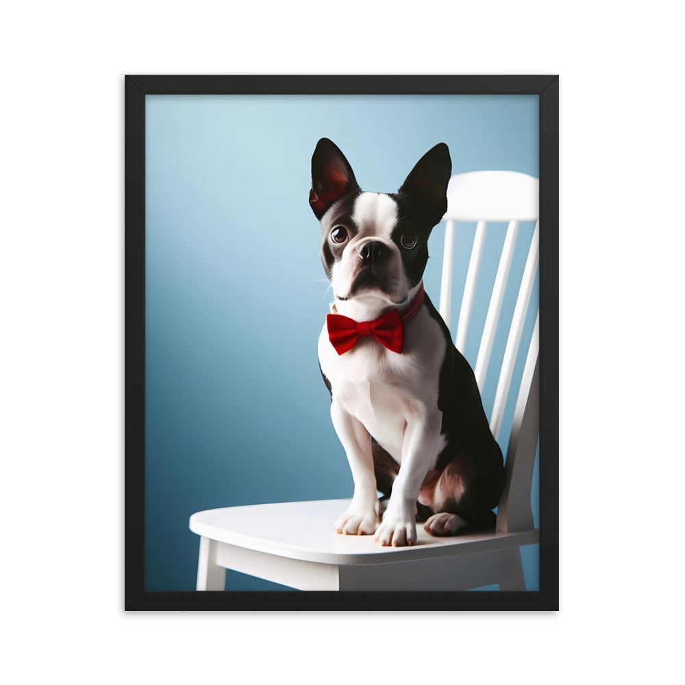 Dapper Boston Terrier in Red Bow Tie Seated on White Chair Framed poster