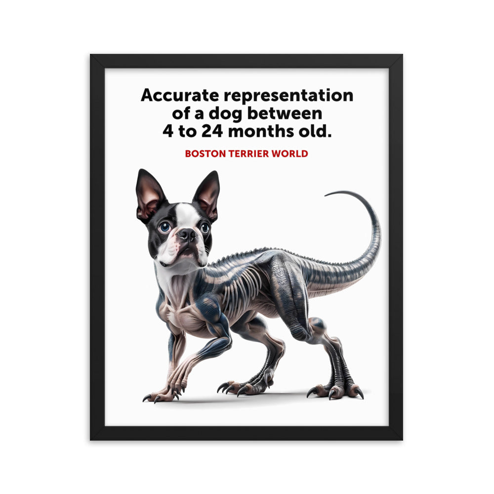 Accurate Representation of a Dog (Boston Terrier) between 4 to 24 Months old Framed Poster