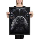 Boston Terrier Dog Face Closeup Framed Poster