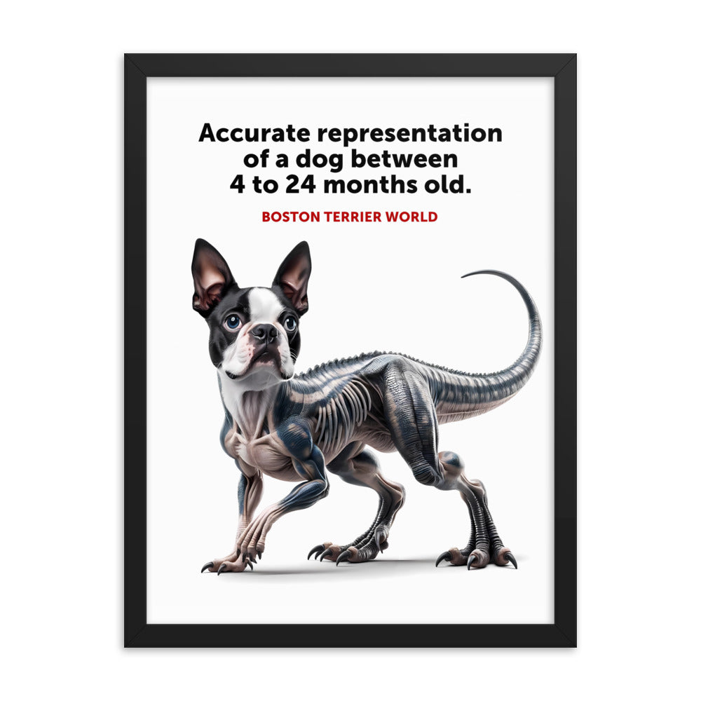 Accurate Representation of a Dog (Boston Terrier) between 4 to 24 Months old Framed Poster