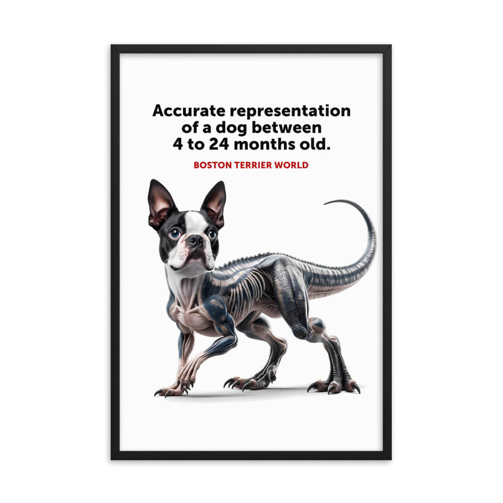 Accurate Representation of a Dog (Boston Terrier) between 4 to 24 Months old Framed Poster