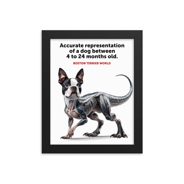 Accurate Representation of a Dog (Boston Terrier) between 4 to 24 Months old Framed Poster