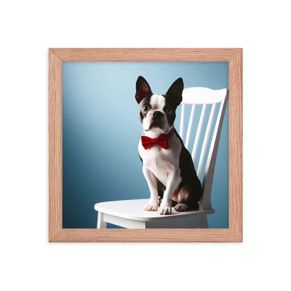 Dapper Boston Terrier in Red Bow Tie Seated on White Chair Framed poster