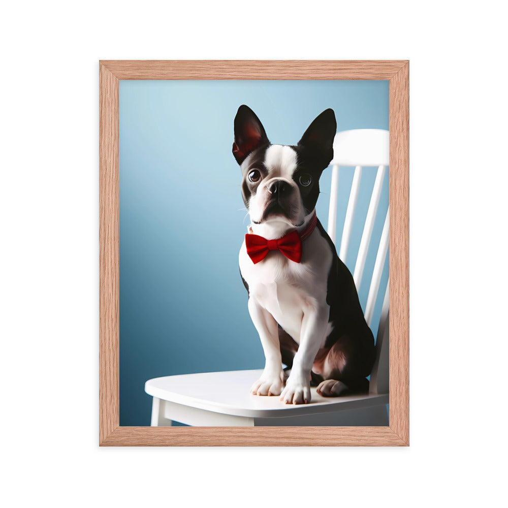 Dapper Boston Terrier in Red Bow Tie Seated on White Chair Framed poster