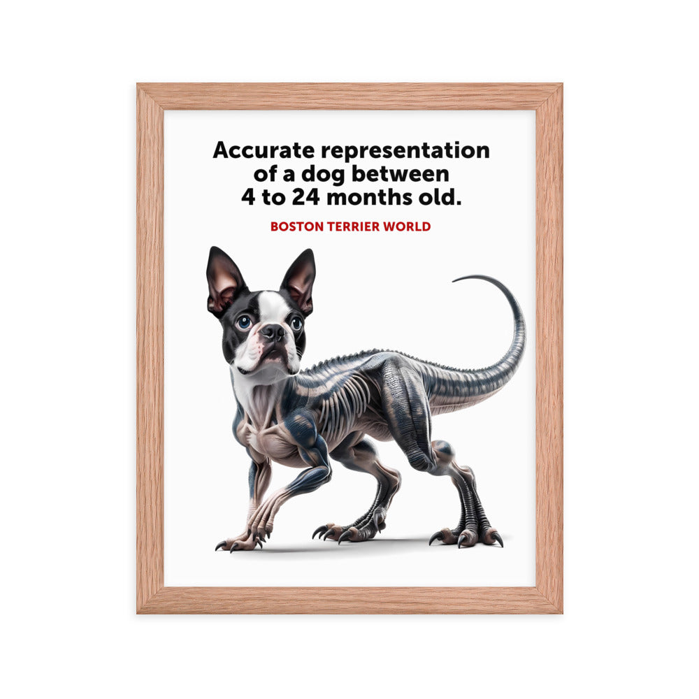 Accurate Representation of a Dog (Boston Terrier) between 4 to 24 Months old Framed Poster