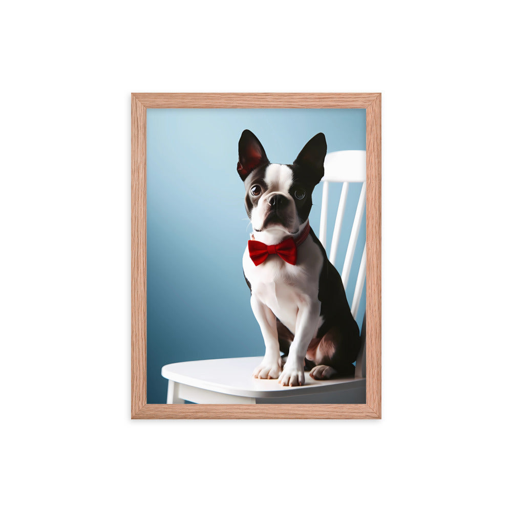 Dapper Boston Terrier in Red Bow Tie Seated on White Chair Framed poster