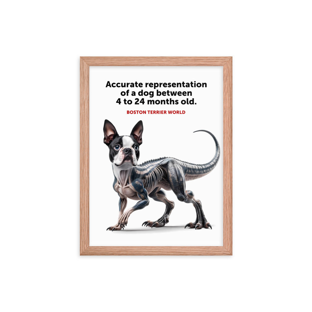 Accurate Representation of a Dog (Boston Terrier) between 4 to 24 Months old Framed Poster