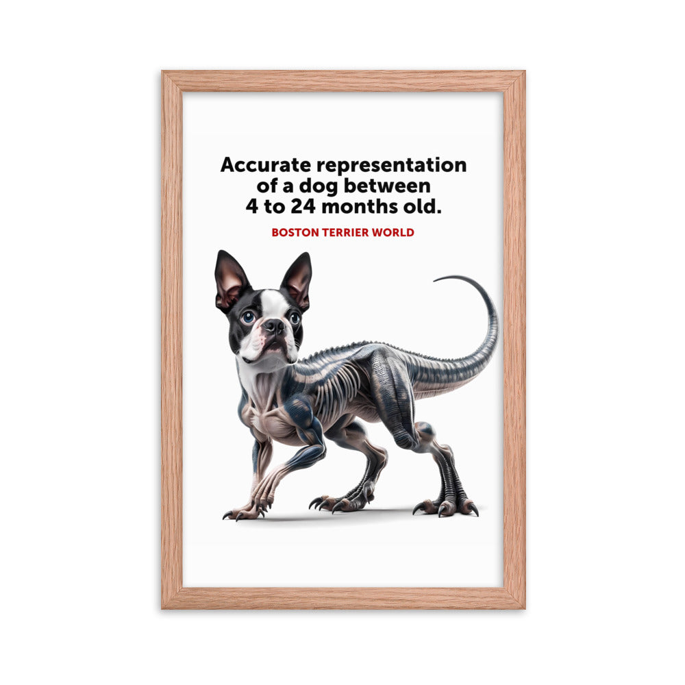 Accurate Representation of a Dog (Boston Terrier) between 4 to 24 Months old Framed Poster