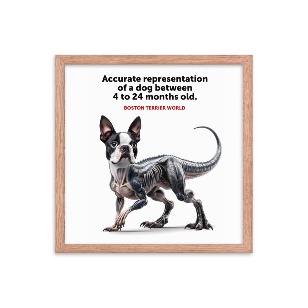 Accurate Representation of a Dog (Boston Terrier) between 4 to 24 Months old Framed Poster