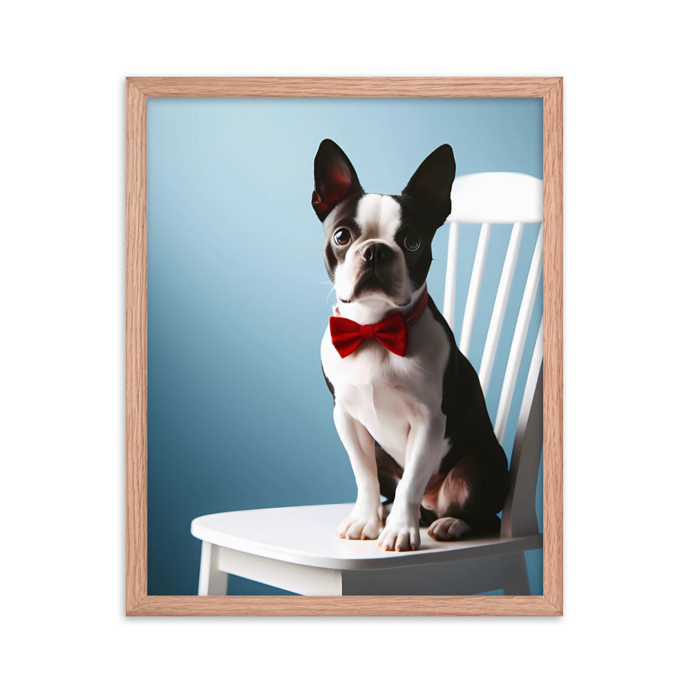 Dapper Boston Terrier in Red Bow Tie Seated on White Chair Framed poster