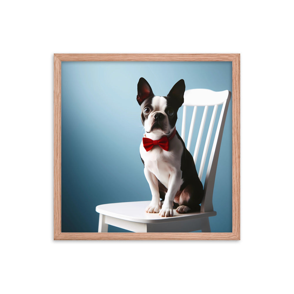 Dapper Boston Terrier in Red Bow Tie Seated on White Chair Framed poster