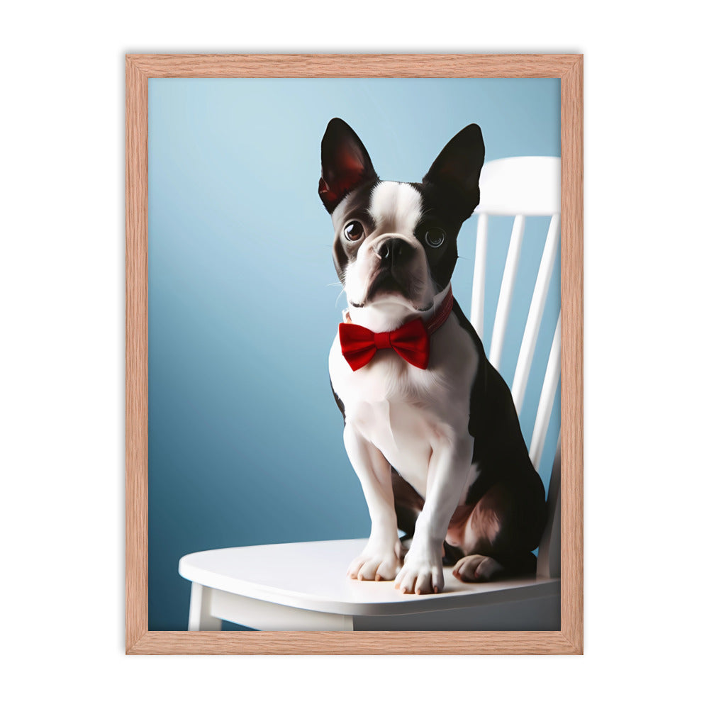 Dapper Boston Terrier in Red Bow Tie Seated on White Chair Framed poster