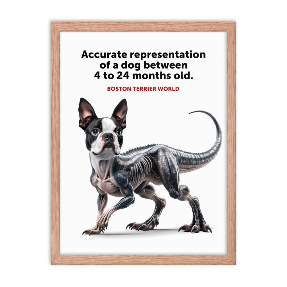 Accurate Representation of a Dog (Boston Terrier) between 4 to 24 Months old Framed Poster