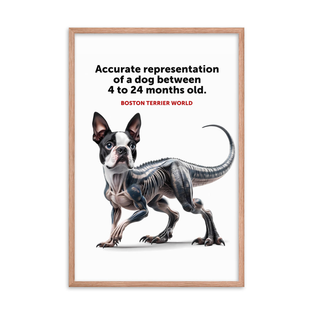 Accurate Representation of a Dog (Boston Terrier) between 4 to 24 Months old Framed Poster