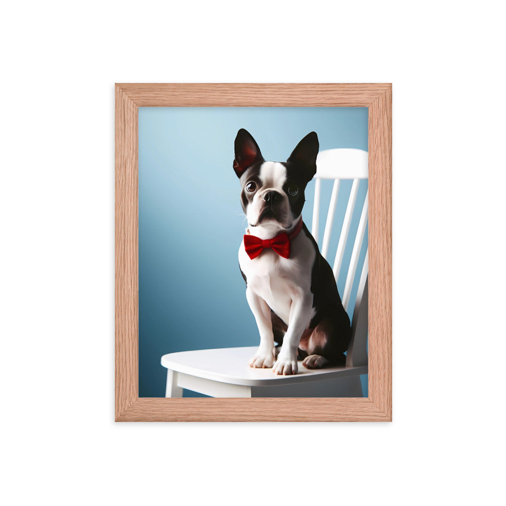 Dapper Boston Terrier in Red Bow Tie Seated on White Chair Framed poster