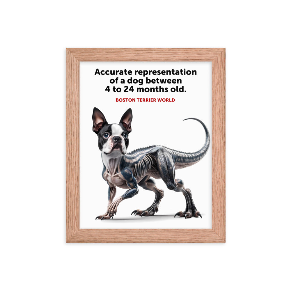 Accurate Representation of a Dog (Boston Terrier) between 4 to 24 Months old Framed Poster