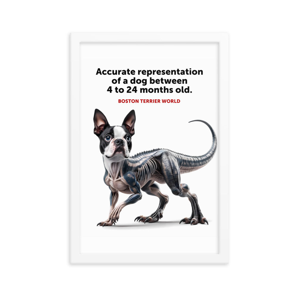 Accurate Representation of a Dog (Boston Terrier) between 4 to 24 Months old Framed Poster