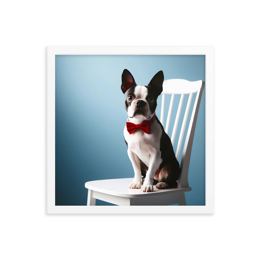 Dapper Boston Terrier in Red Bow Tie Seated on White Chair Framed poster