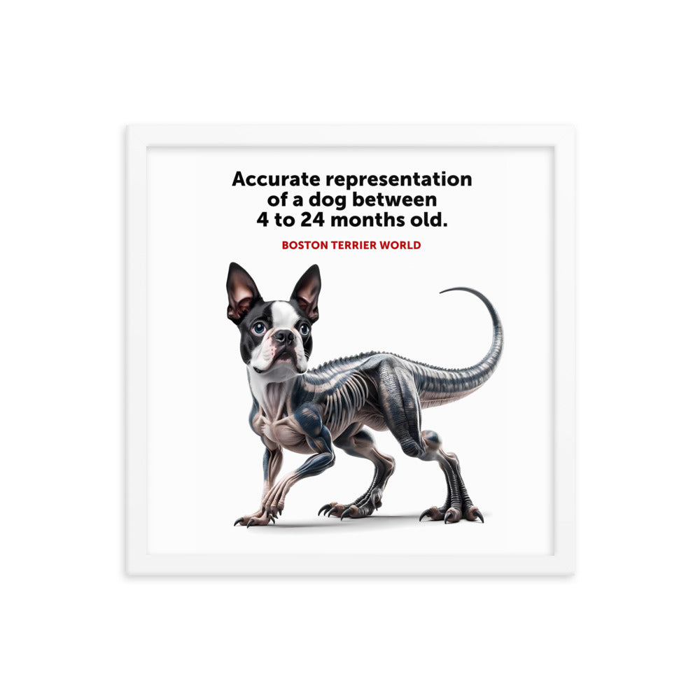 Accurate Representation of a Dog (Boston Terrier) between 4 to 24 Months old Framed Poster