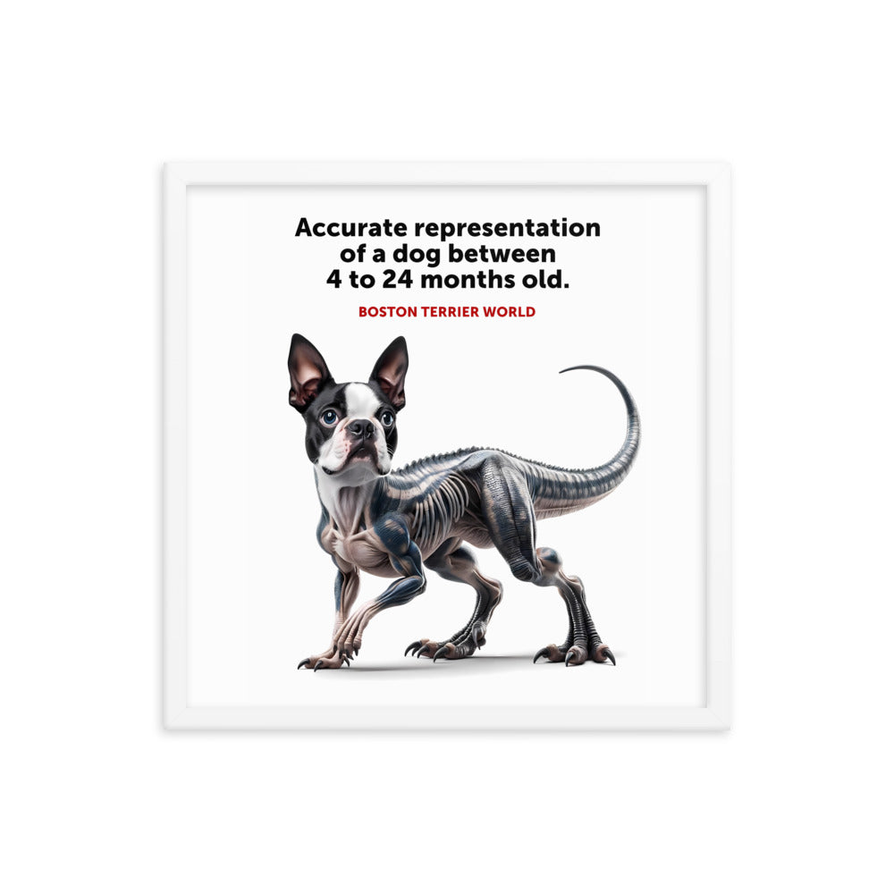 Accurate Representation of a Dog (Boston Terrier) between 4 to 24 Months old Framed Poster