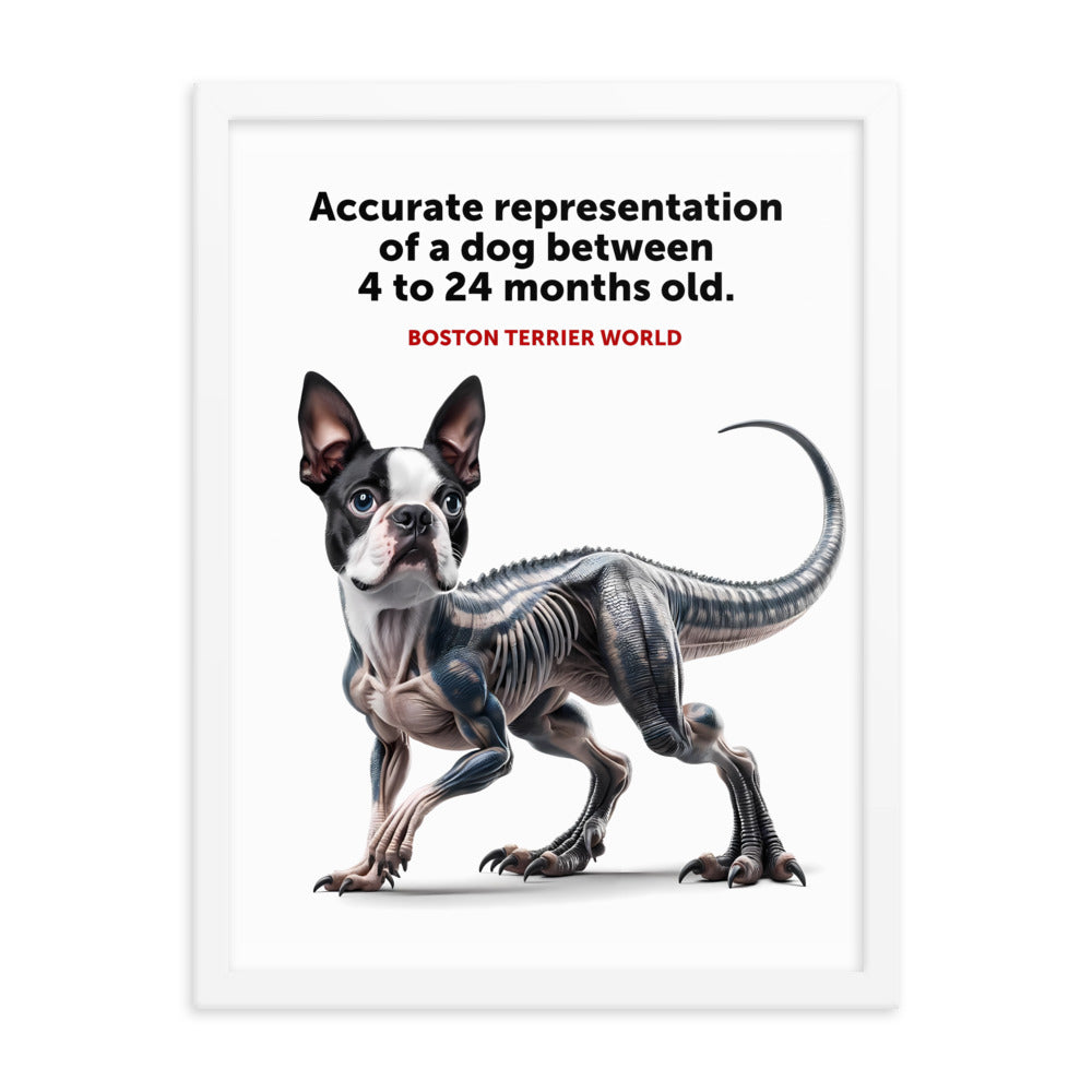 Accurate Representation of a Dog (Boston Terrier) between 4 to 24 Months old Framed Poster