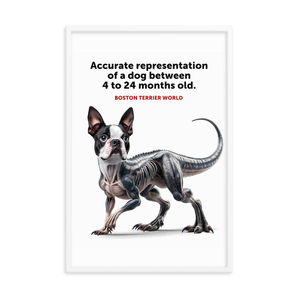 Accurate Representation of a Dog (Boston Terrier) between 4 to 24 Months old Framed Poster