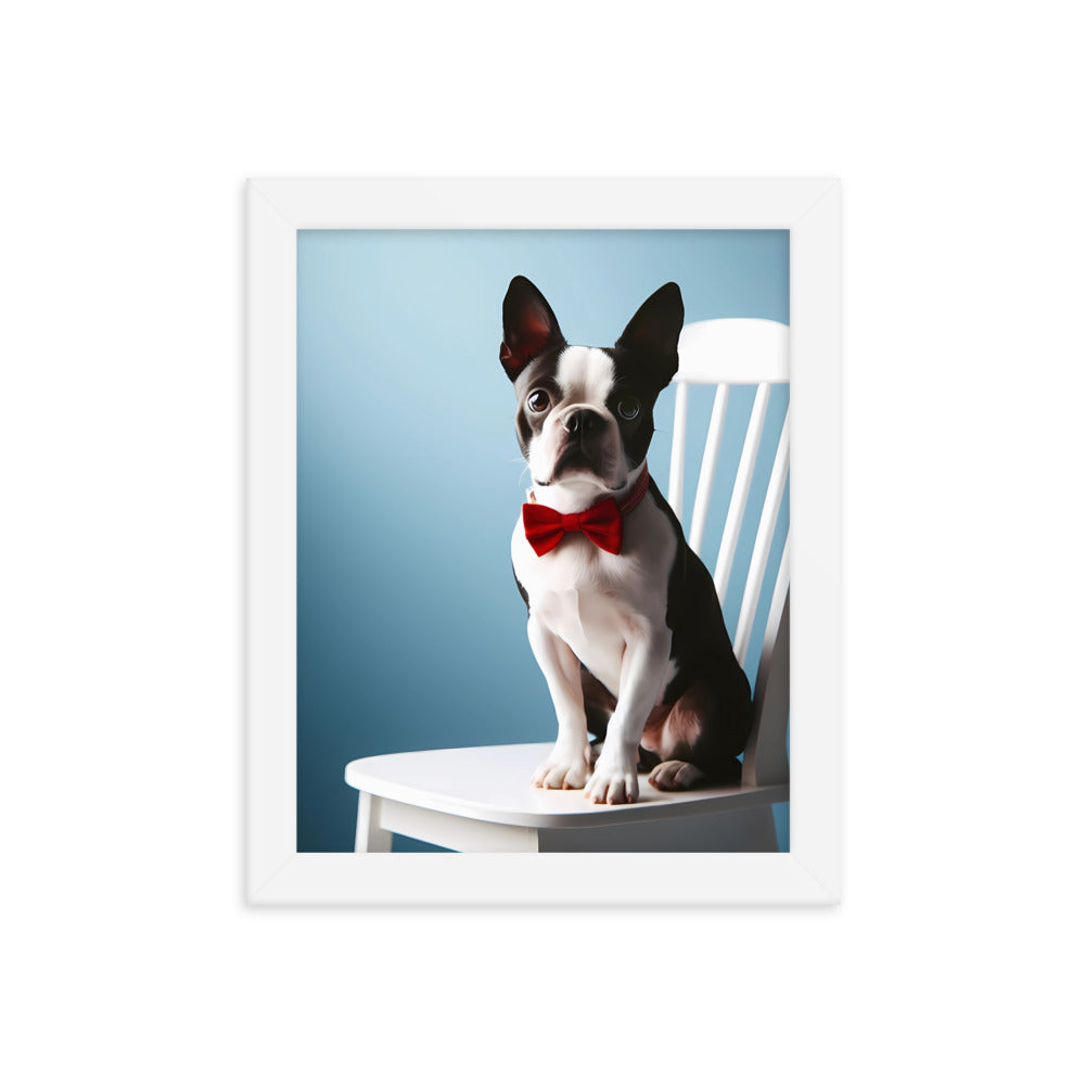 Dapper Boston Terrier in Red Bow Tie Seated on White Chair Framed poster