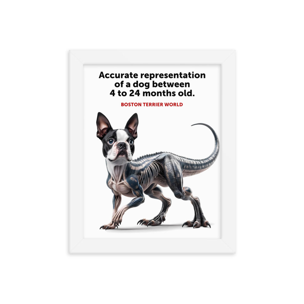 Accurate Representation of a Dog (Boston Terrier) between 4 to 24 Months old Framed Poster