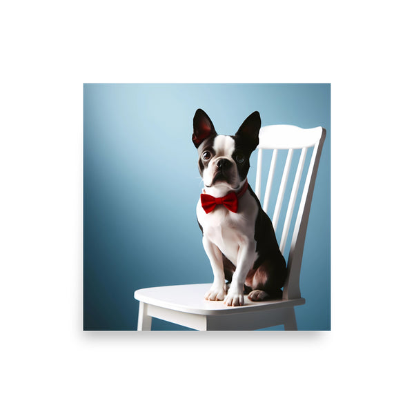 Dapper Boston Terrier in Red Bow Tie Seated on White Chair Poster