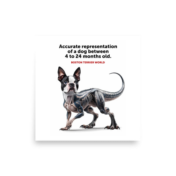 Accurate Representation of a Dog (Boston Terrier) between 4 to 24 Months old Poster