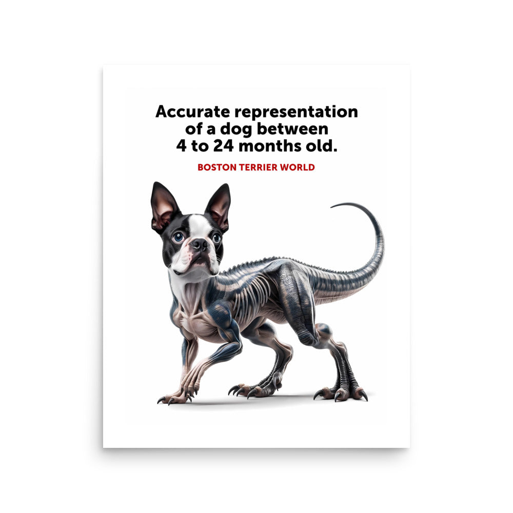 Accurate Representation of a Dog (Boston Terrier) between 4 to 24 Months old Poster