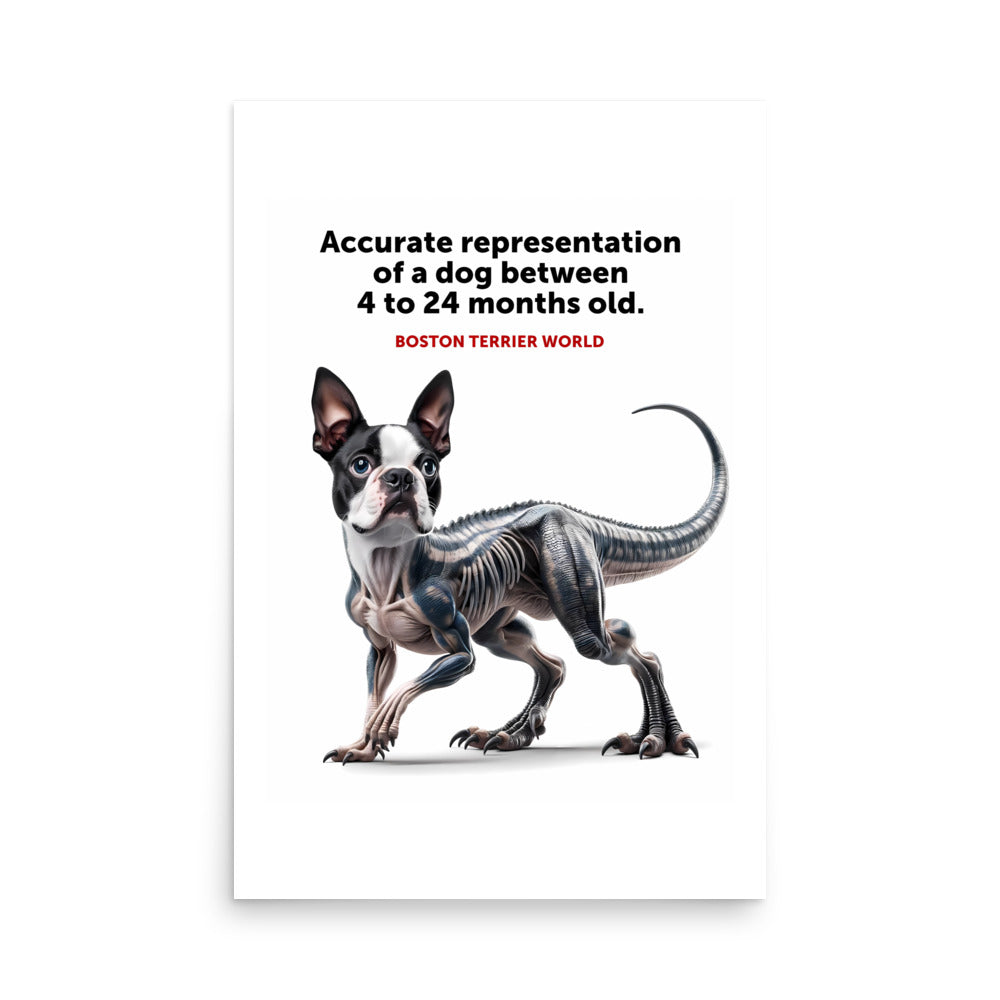 Accurate Representation of a Dog (Boston Terrier) between 4 to 24 Months old Poster