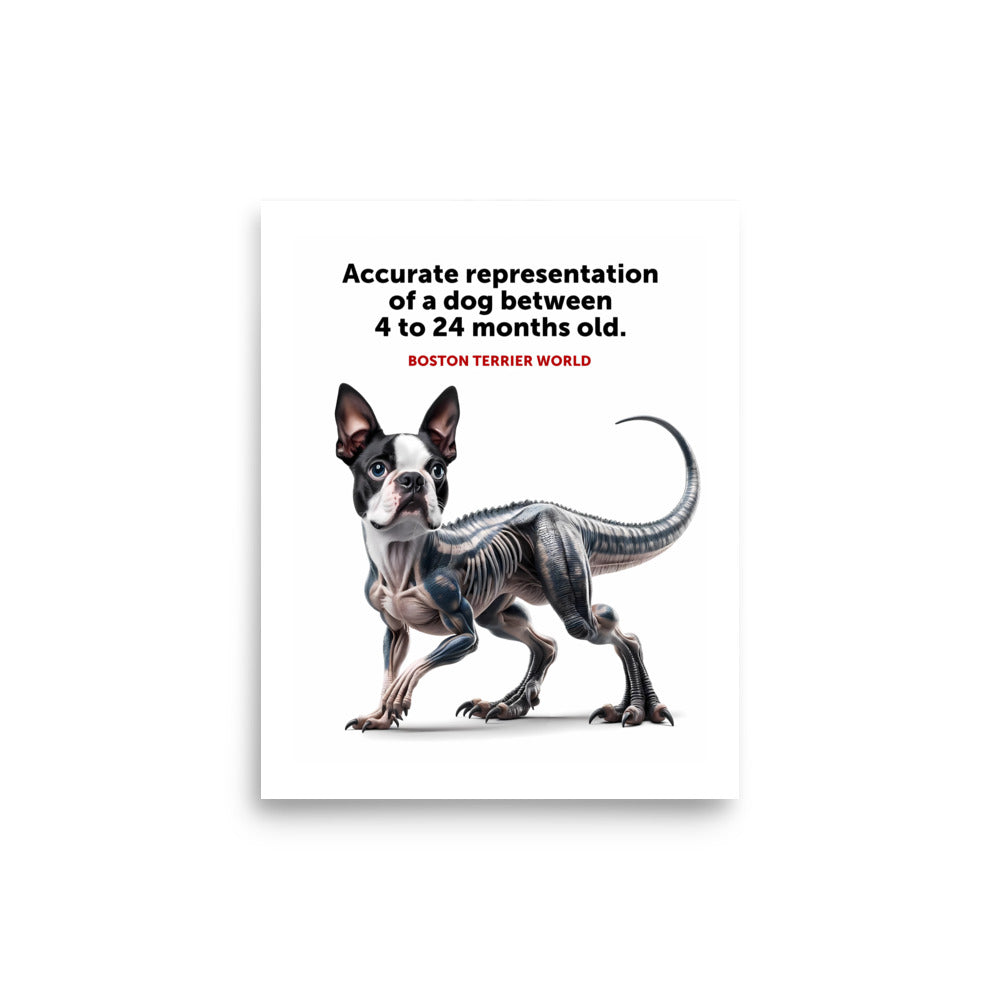 Accurate Representation of a Dog (Boston Terrier) between 4 to 24 Months old Poster