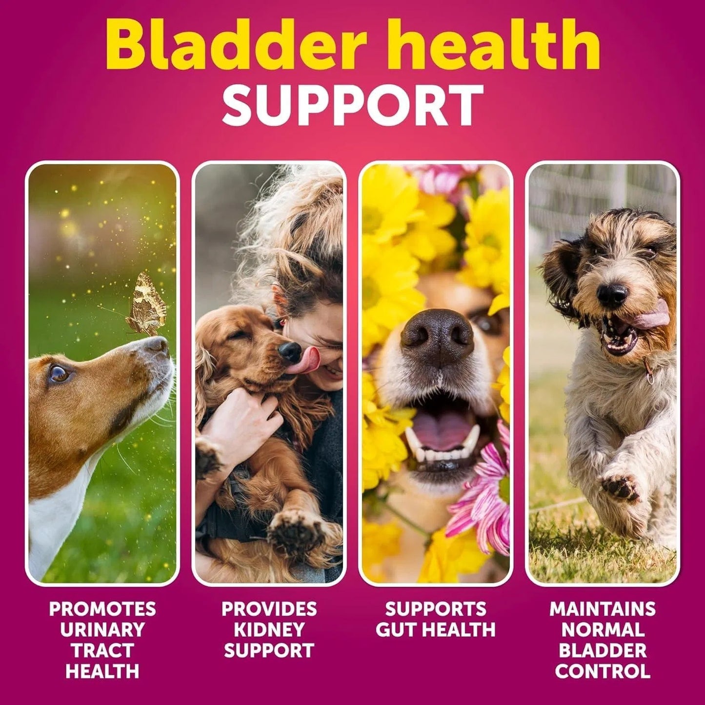 Dog UTI Treatment Cranberry Supplement Bladder Control Urinary Tract Infection Incontinence Pill Bladder Stones UTI Medicine Treats 70 Soft Chews For Kidney Support With Fish Oil