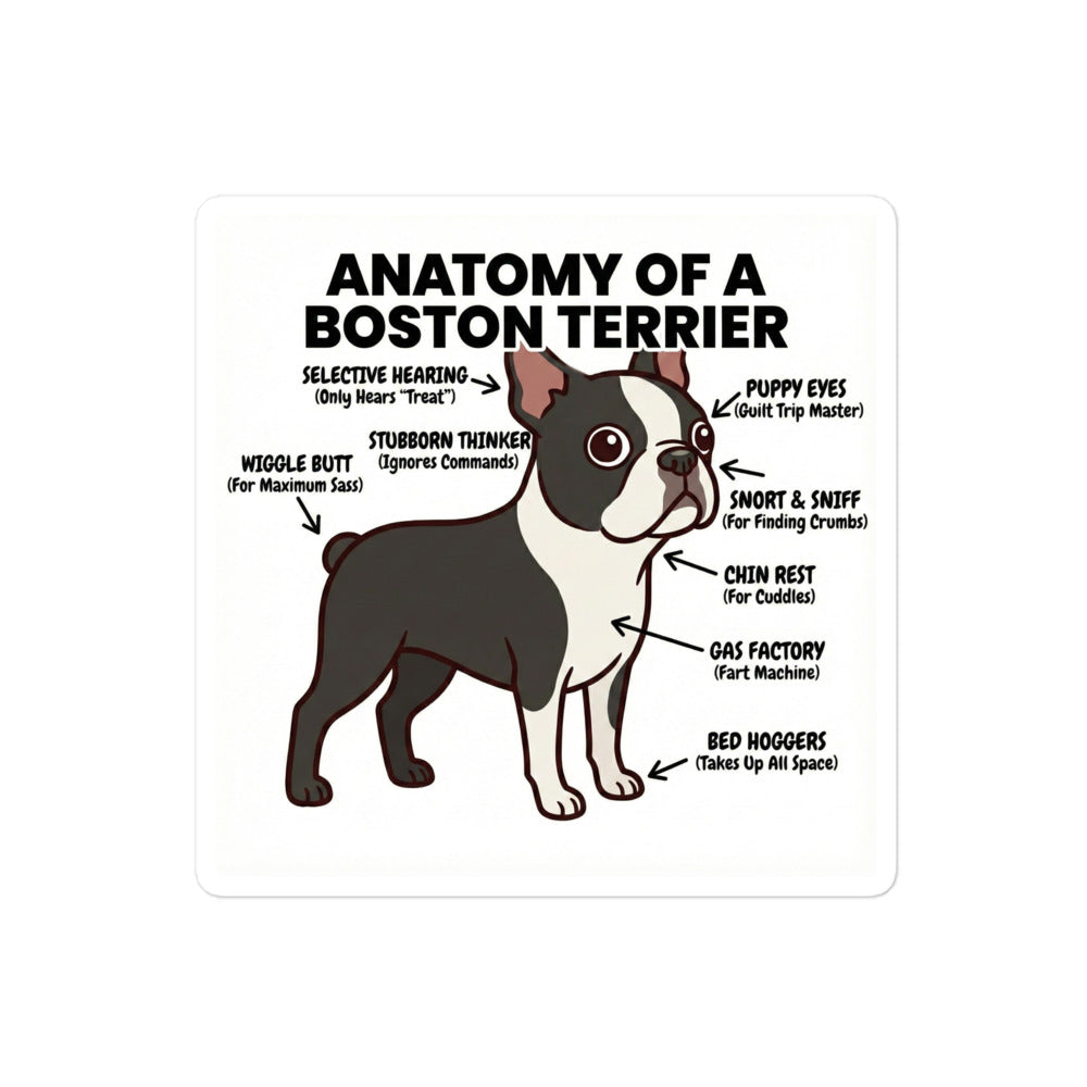 Boston Terrier Anatomy Illustrated Stickers . 4″×4″
