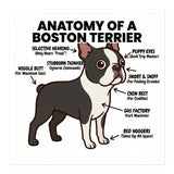 Boston Terrier Anatomy Illustrated Stickers . 5.5″×5.5″