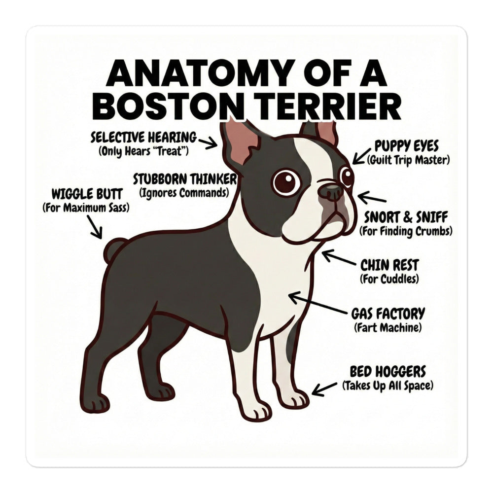 Boston Terrier Anatomy Illustrated Stickers . 5.5″×5.5″