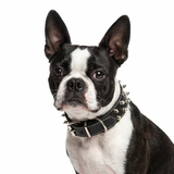 Large Spiked Studded PU Leather Dog Collar .