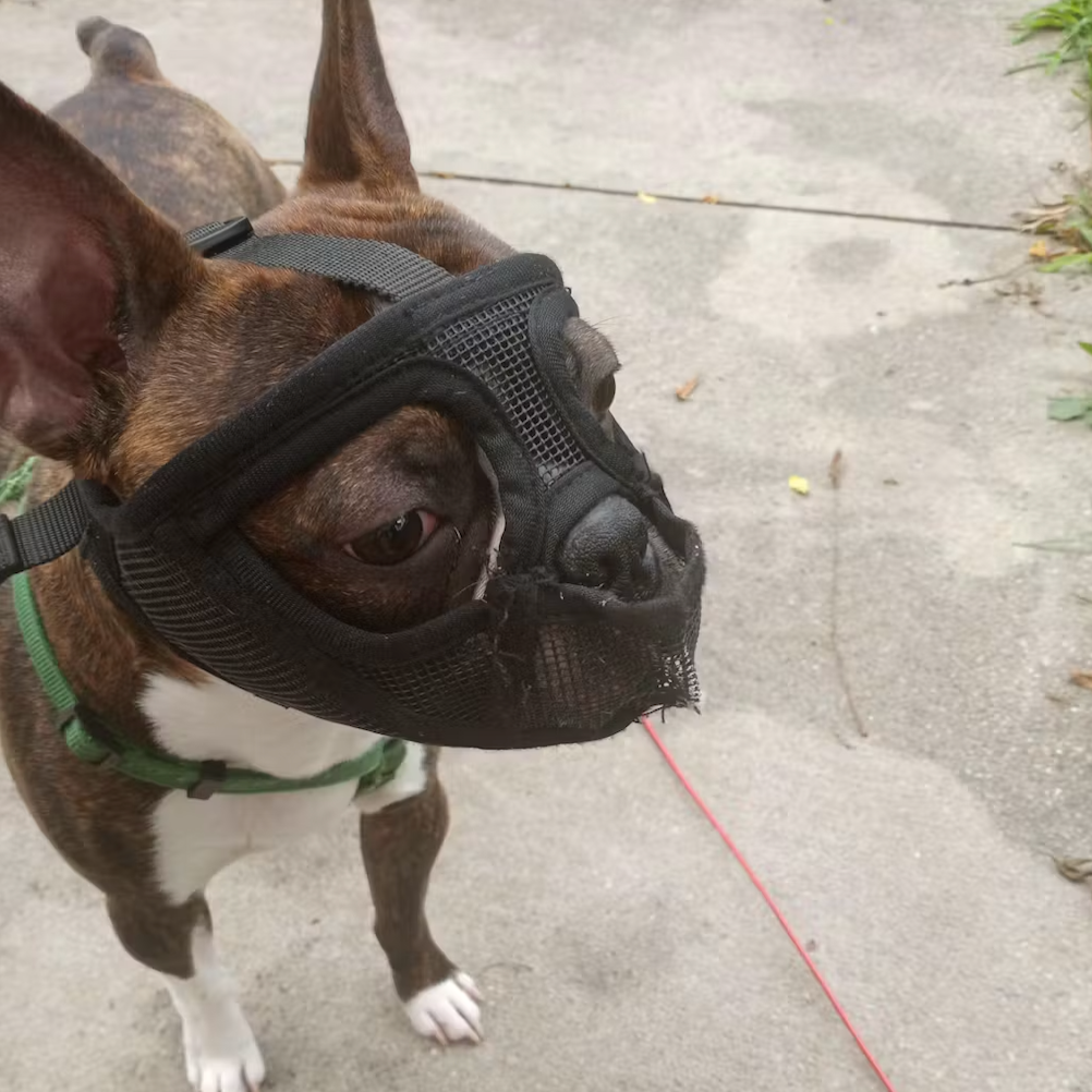 Muzzle For Short Snout Dogs Like The Boston Terrier